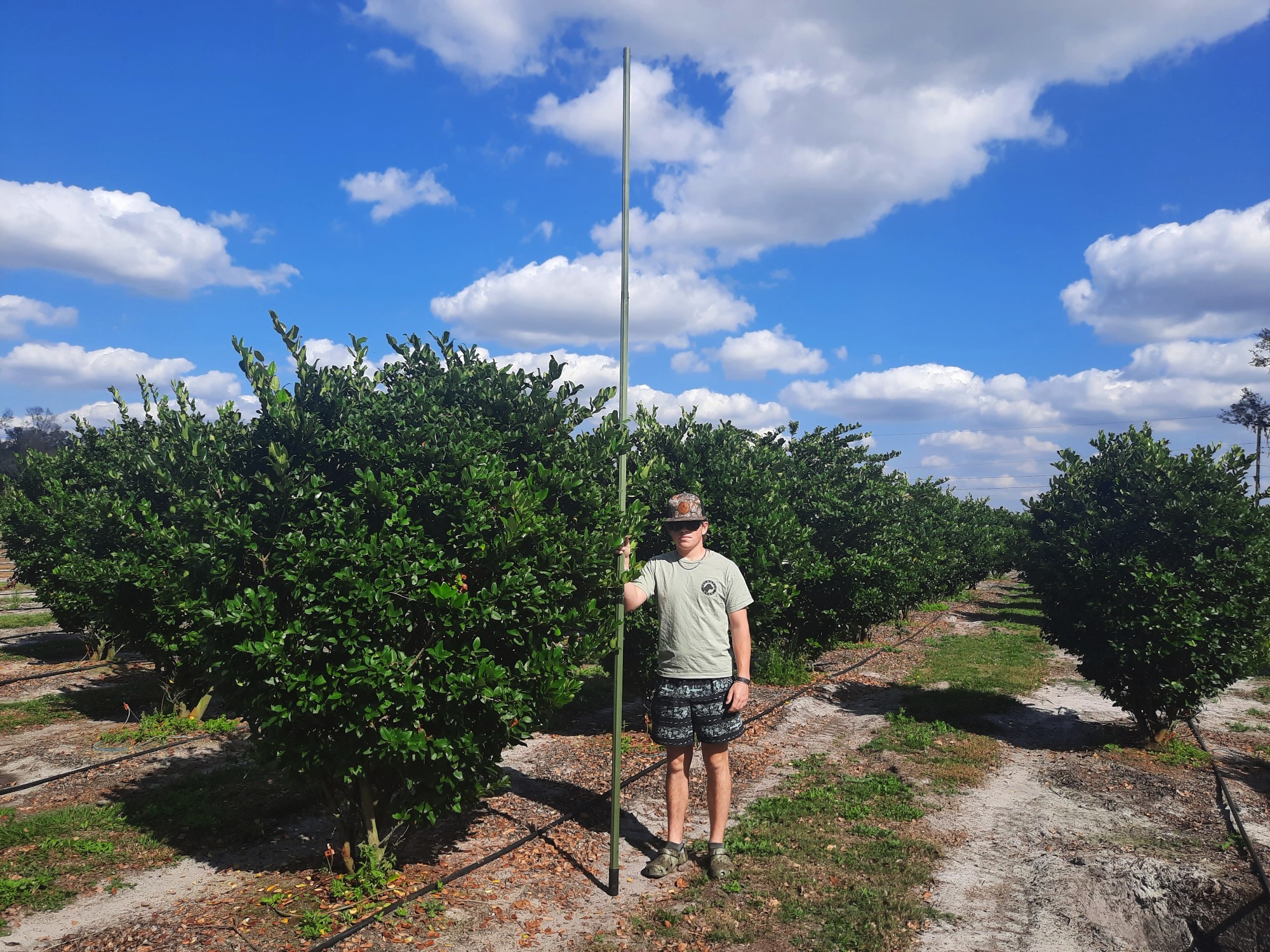 Ligustrum